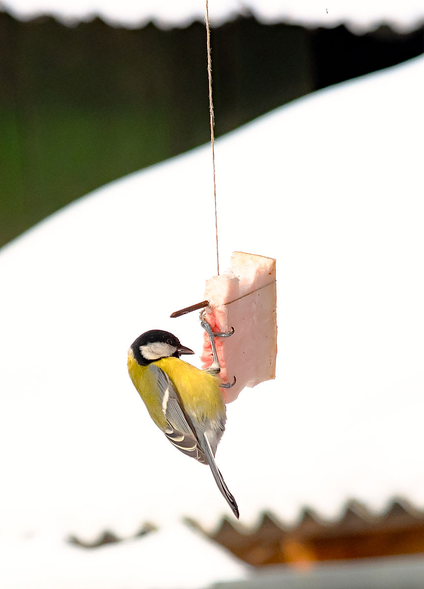 溶脂针的营销广告文案