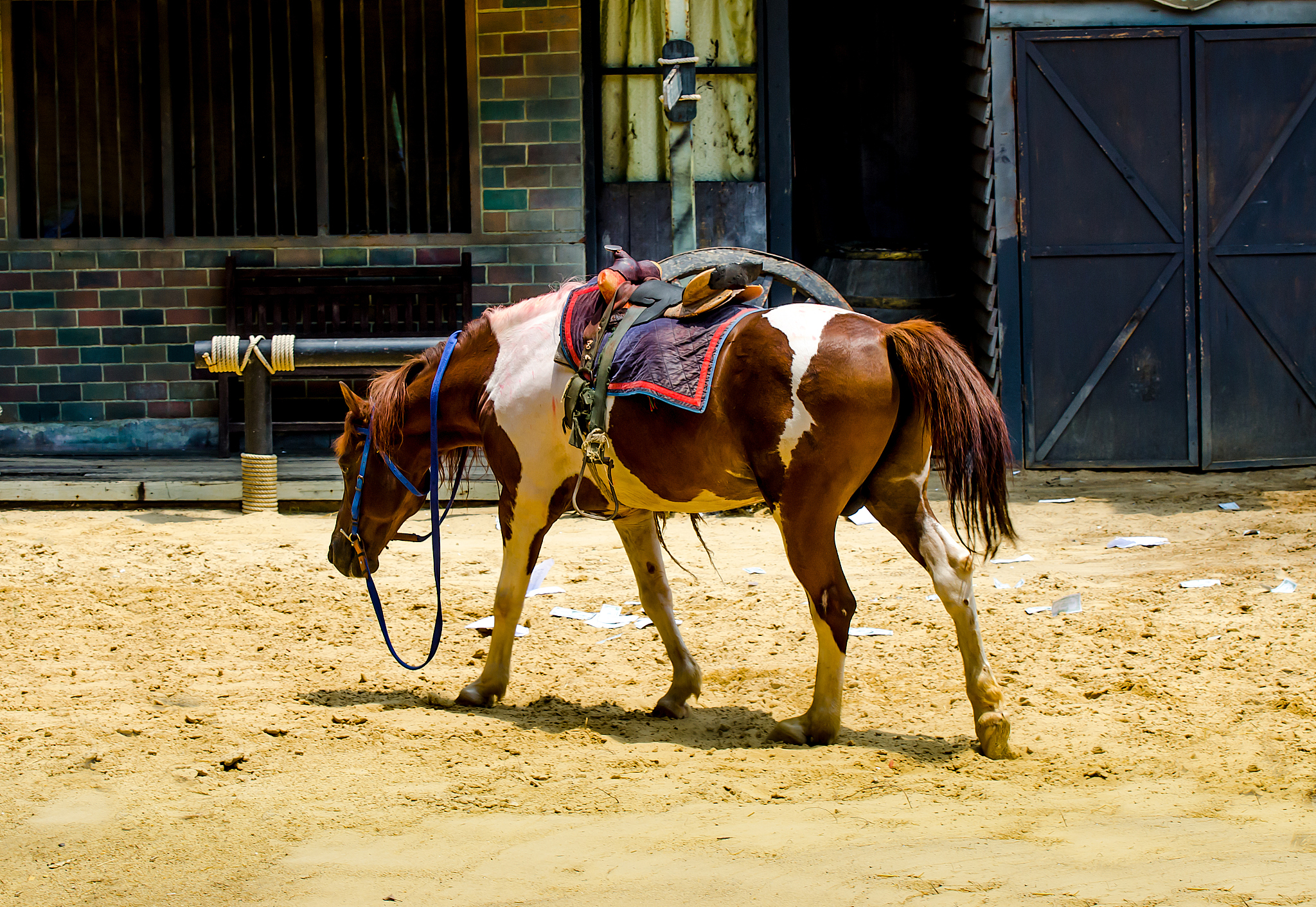 我：I like horseback riding My friend has several horses What kind of horse do you have朋友：Lol Well that’s uplifting 😂 I have 2 quarter horses I just had to put one down after she gave birth she started