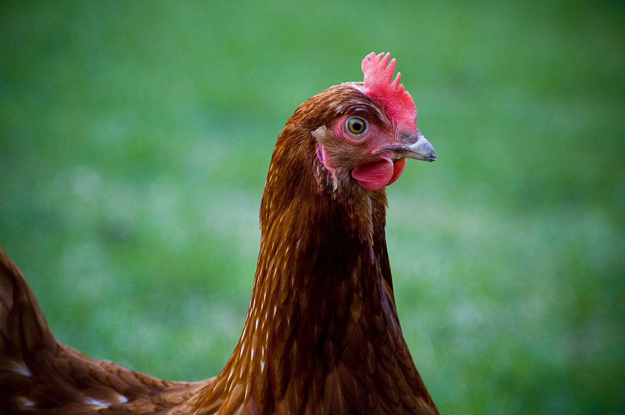 chicken