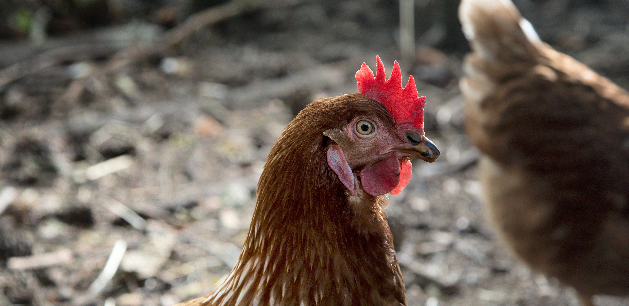 hen's portrait