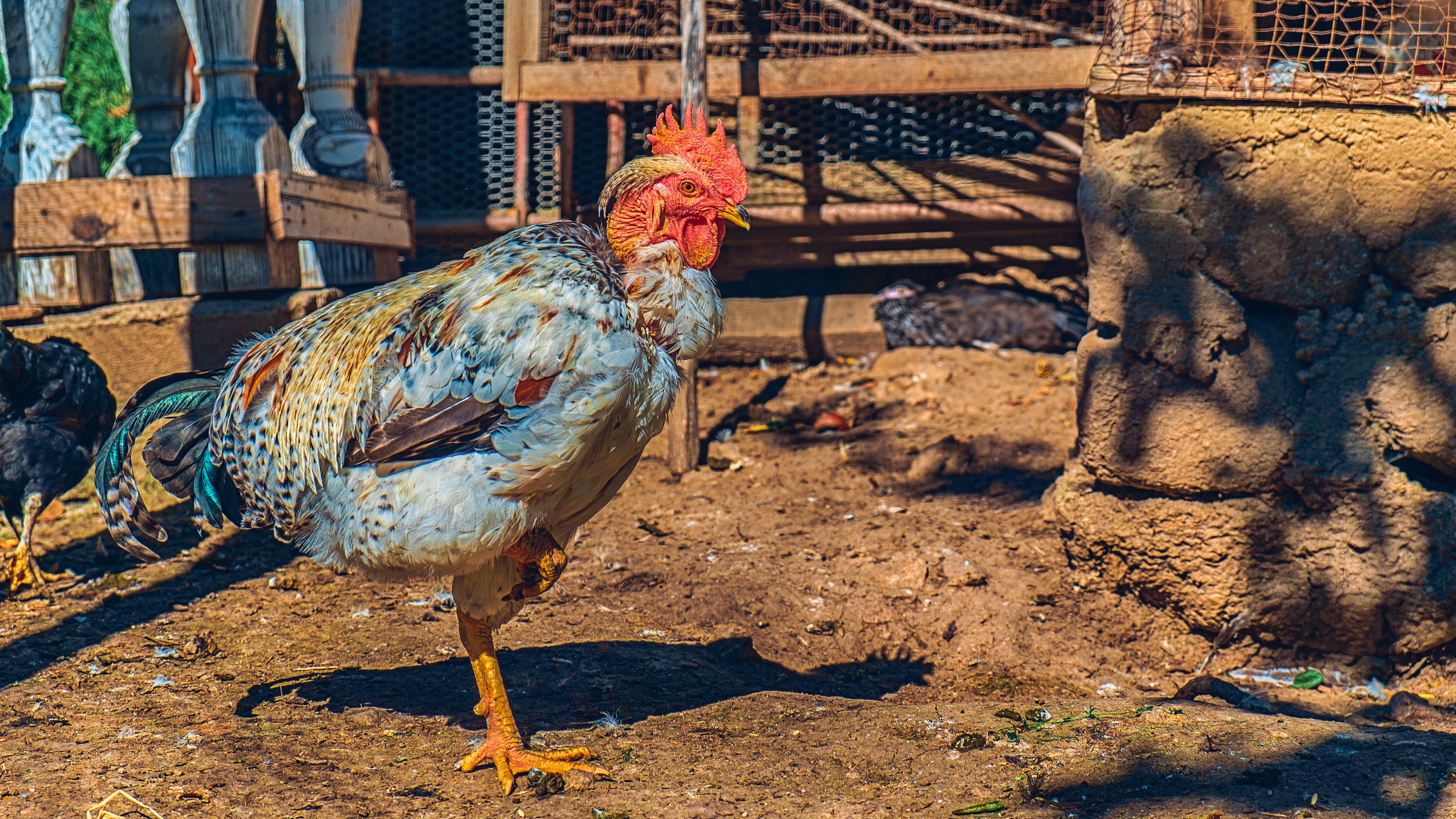 rooster