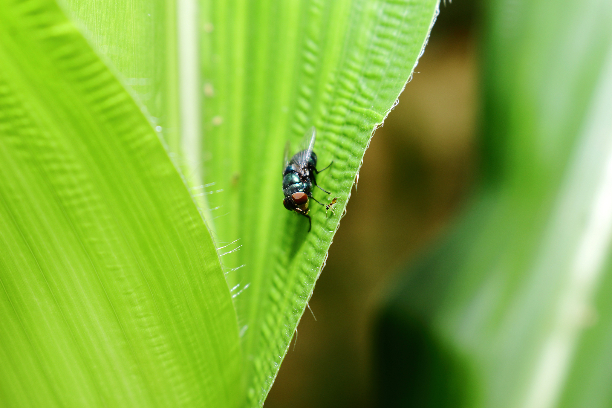 insect on green leaf background texture in nature
