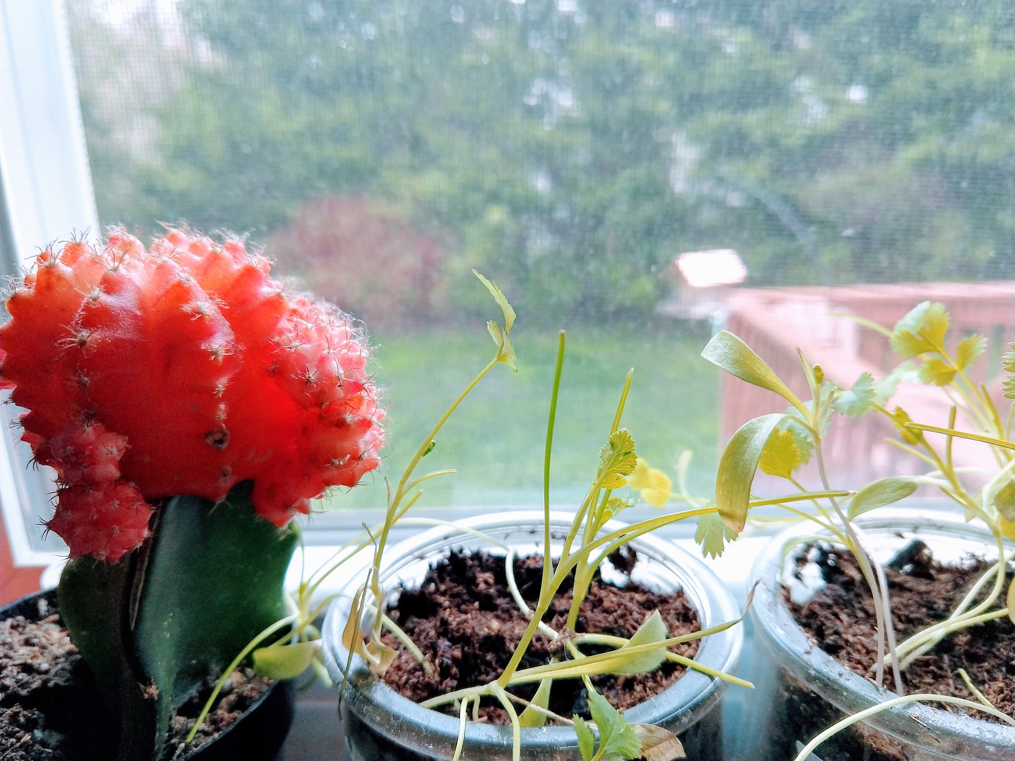 虞美人最佳生长温度和湿度：养护指南