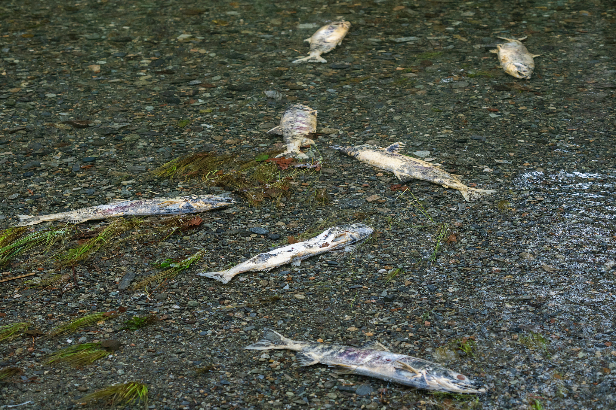 鲑鱼洄游：生长、繁殖和遗传的奥秘