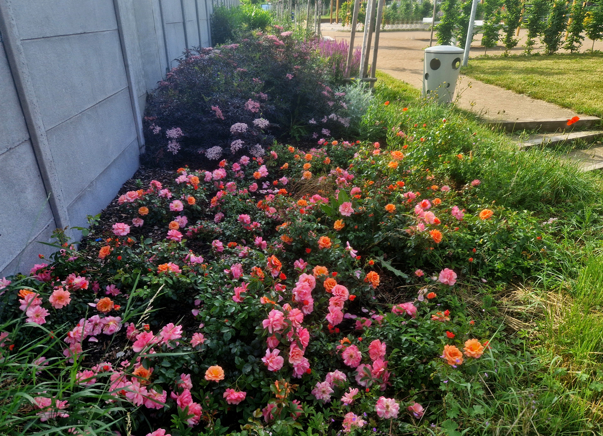 适合种植在大连庭院的地栽花卉里造景