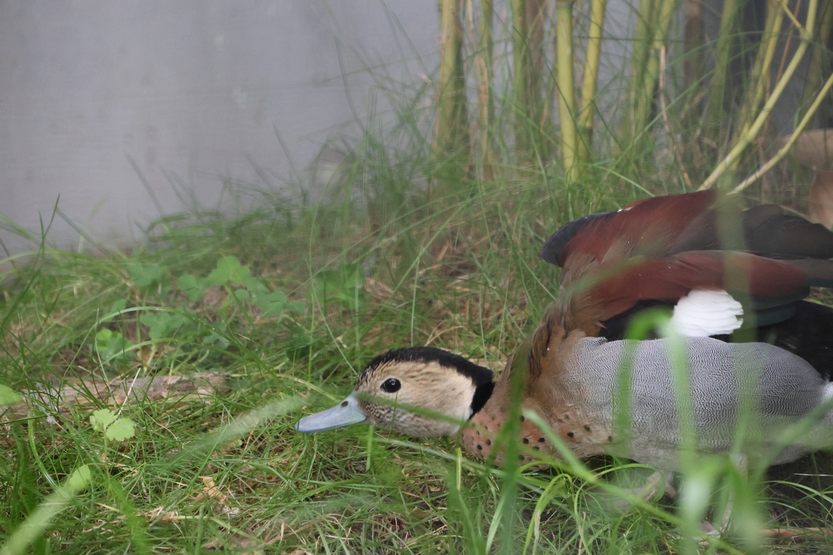 勇敢少年保护鱼鹰巢穴，阻止偷蛋者