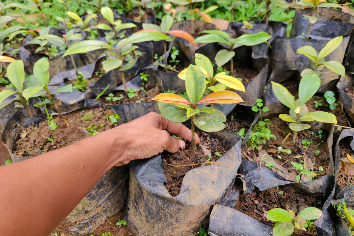 做一个详细的朝天椒施肥方案