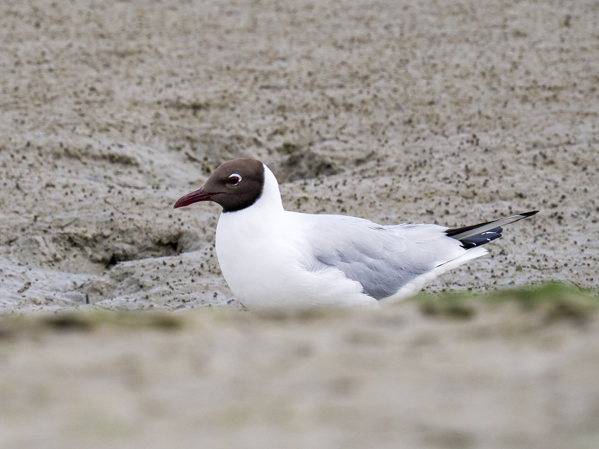 Animal 期刊研究范围：动物学前沿探索