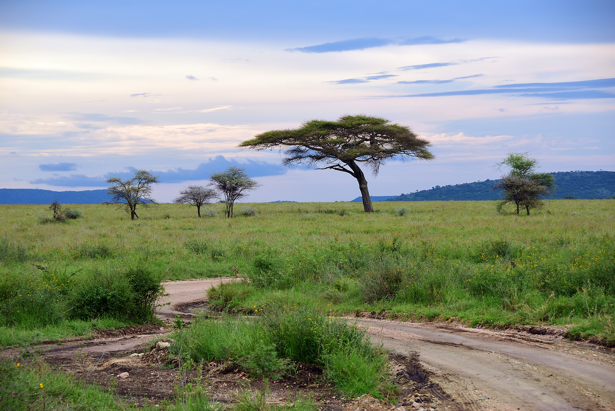 serengeti national park scenery, tanzania, africa
