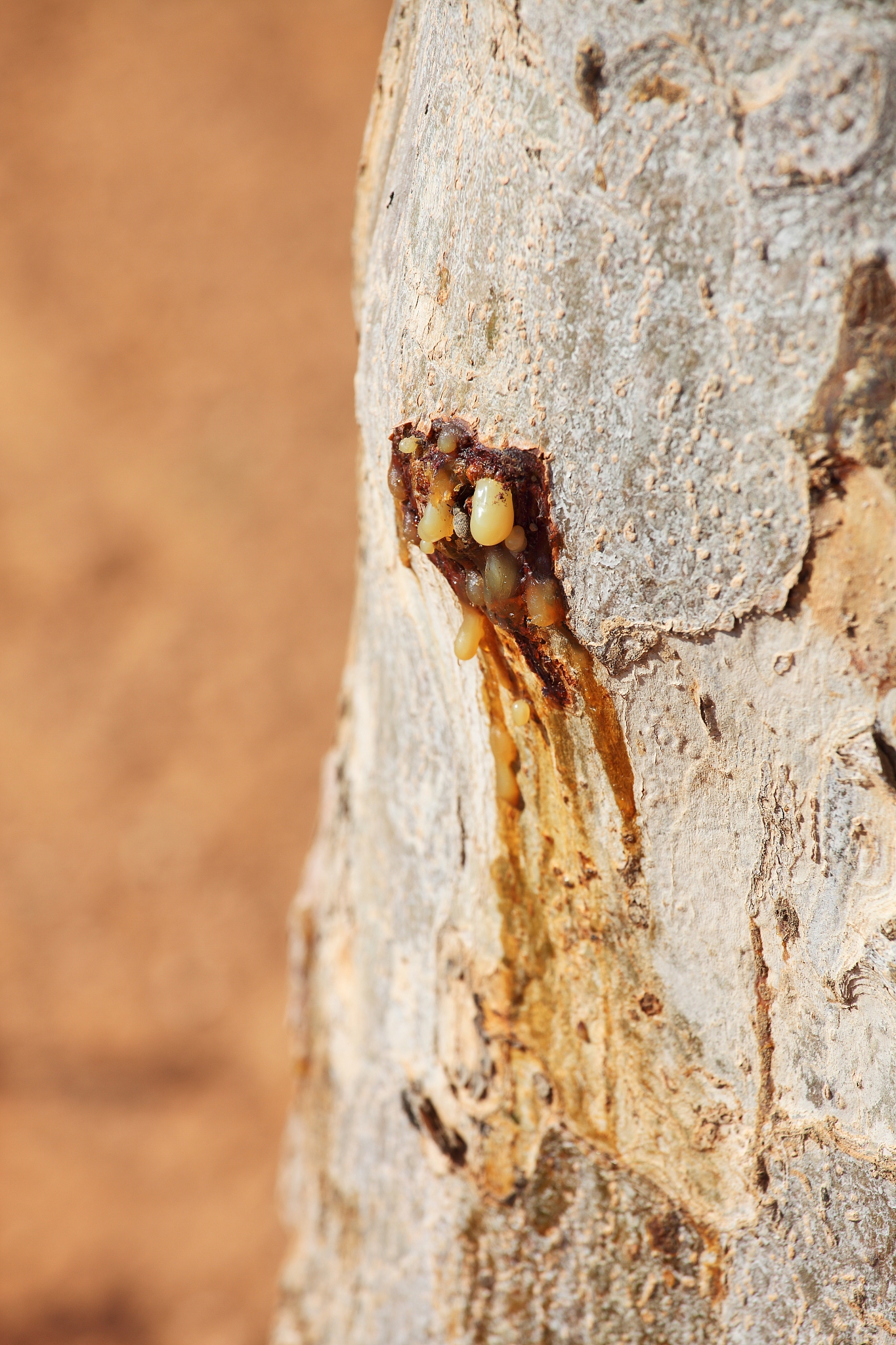 myrrh tree resin
