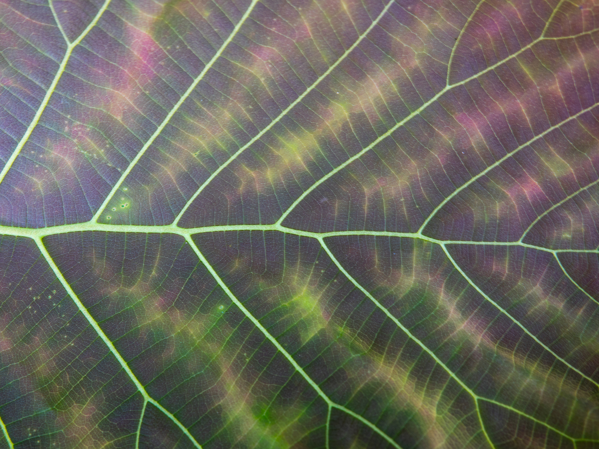 textures leaf of tree