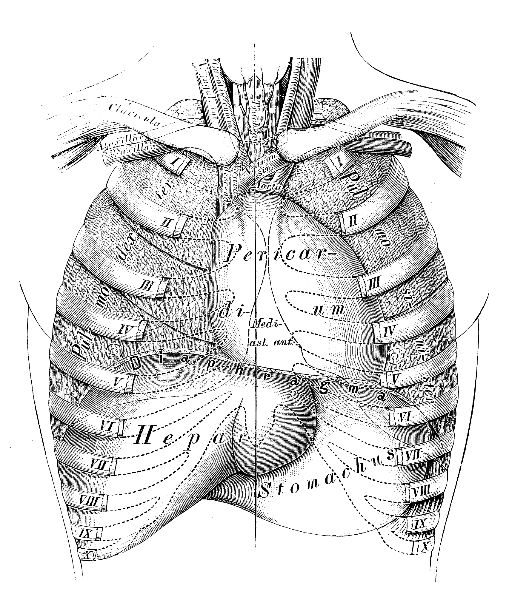 经过膈的主动脉裂孔通过的是