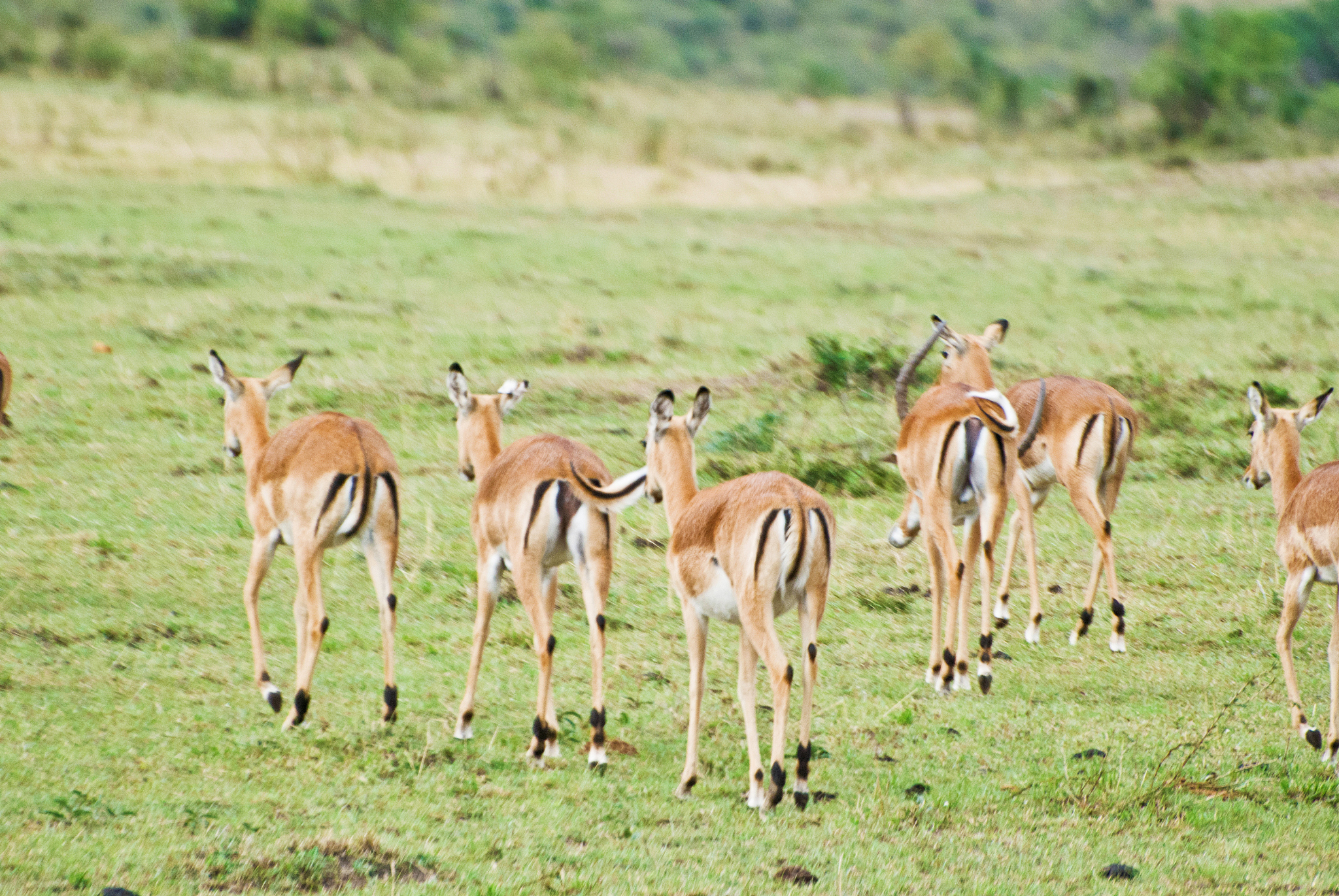 herd of thomson's gazelles aka tommies (eudorcas thomsonii) on d