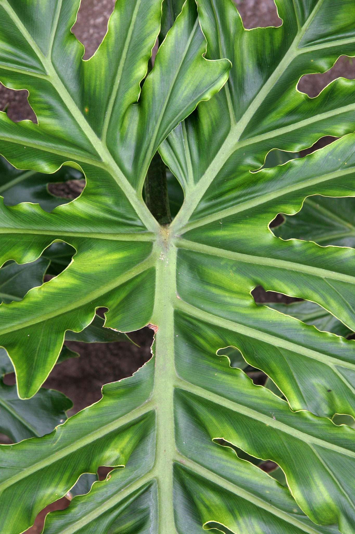 green leaf