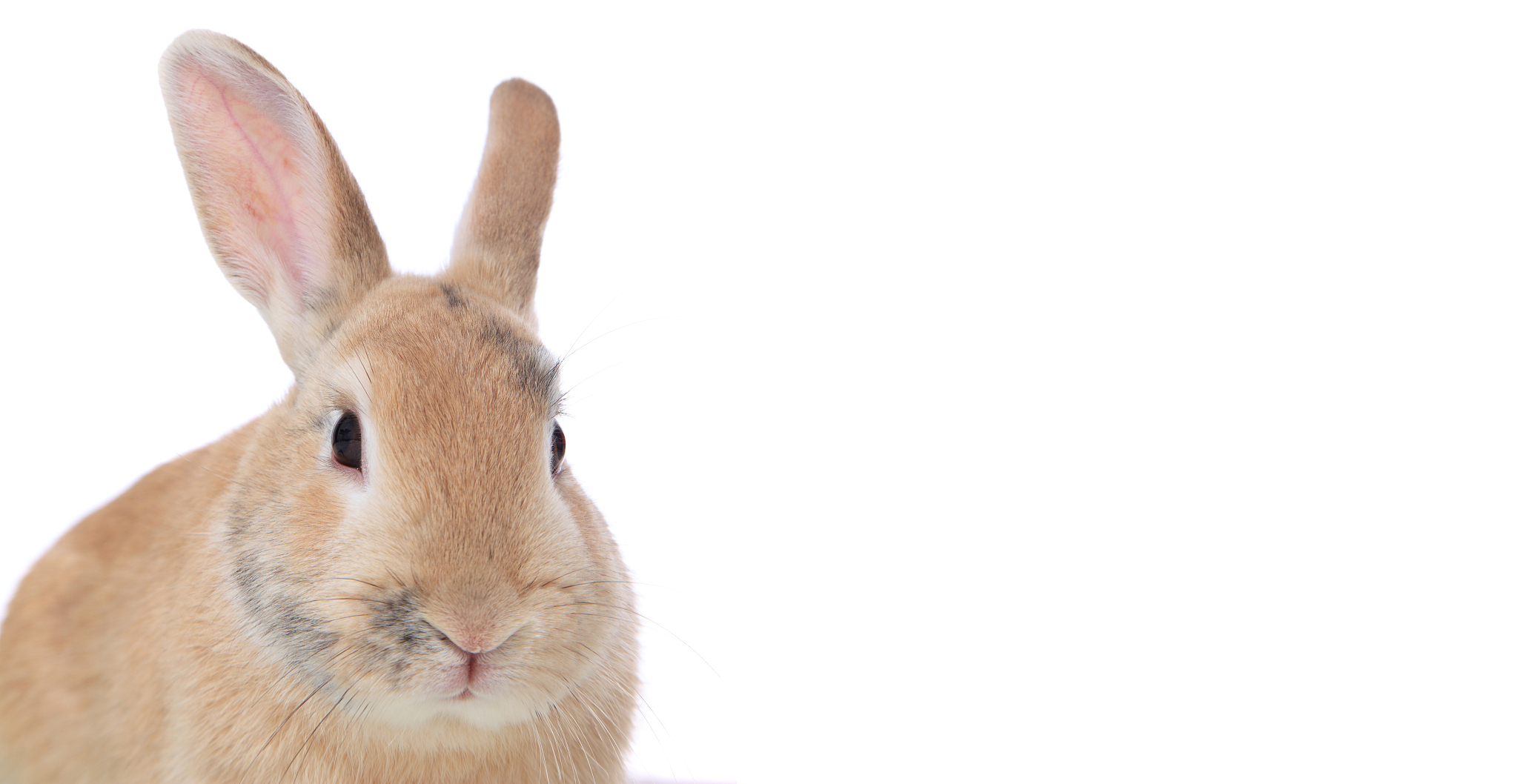 金耳朵兔子(“金耳朵兔子”是什么意思?)