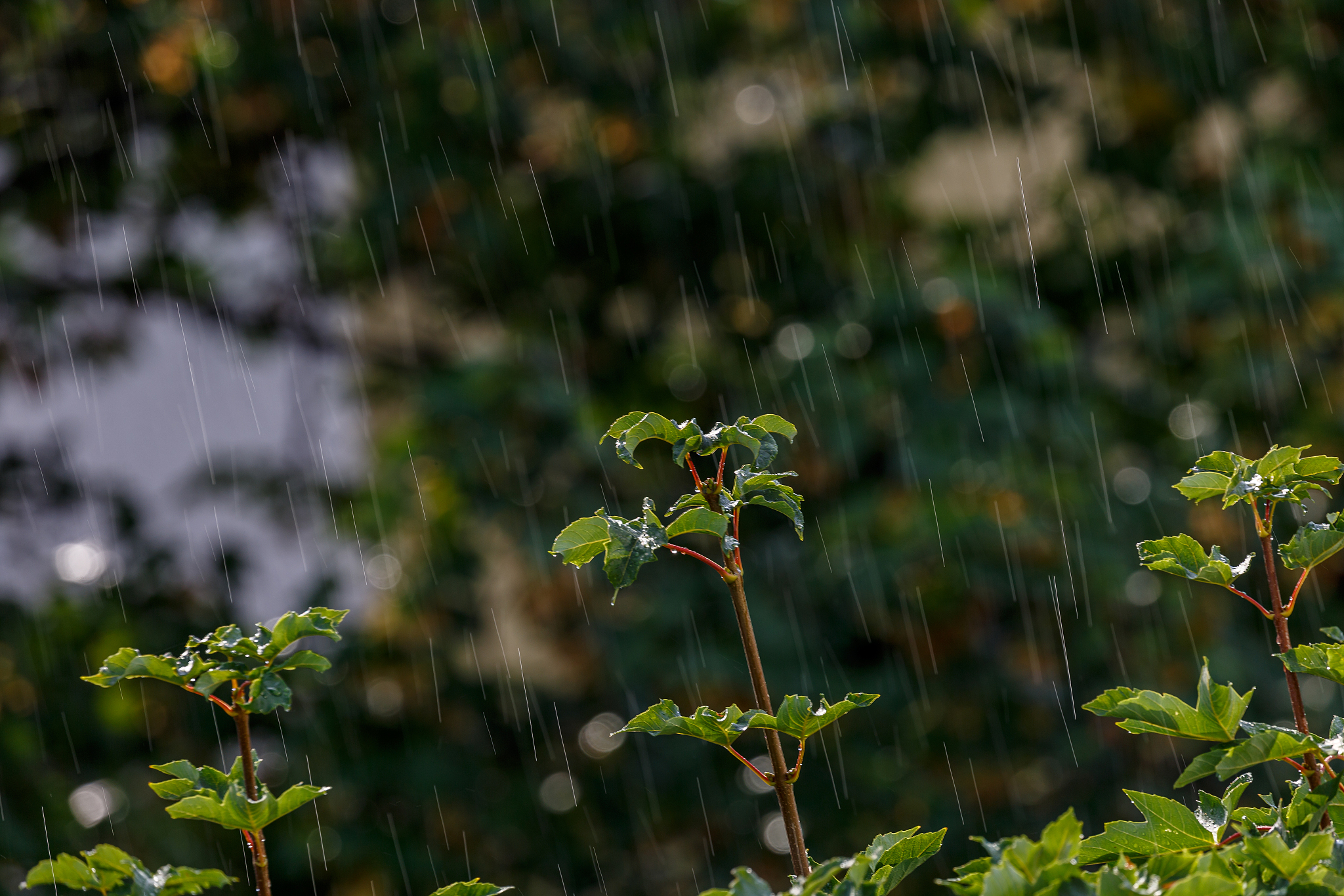 写一首诗关于下雨的