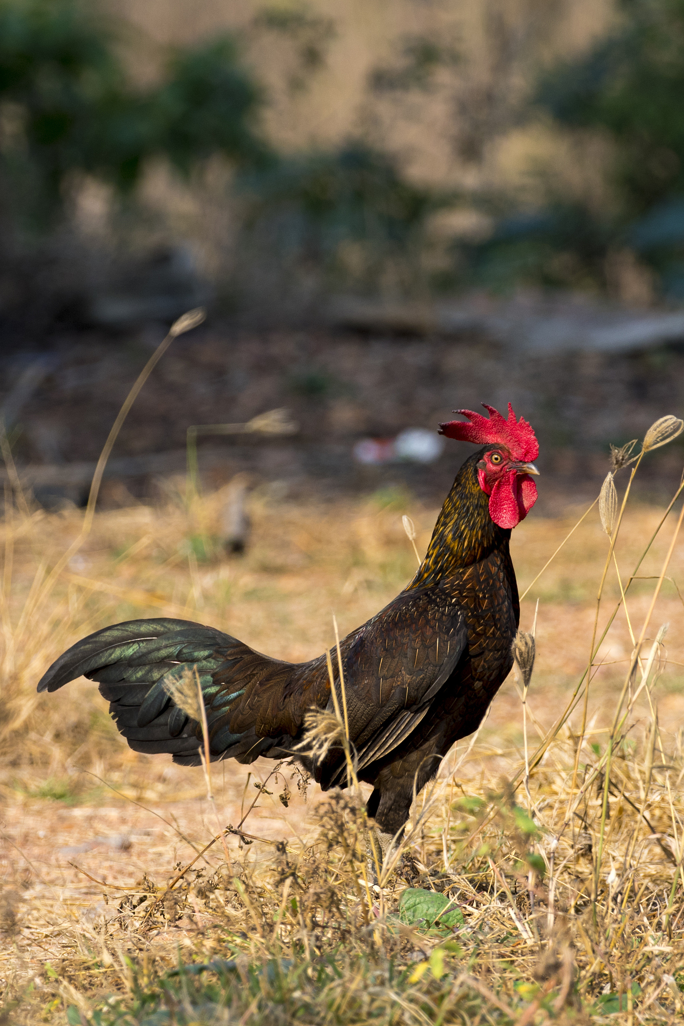 image of chicken on nature background. farm animals.