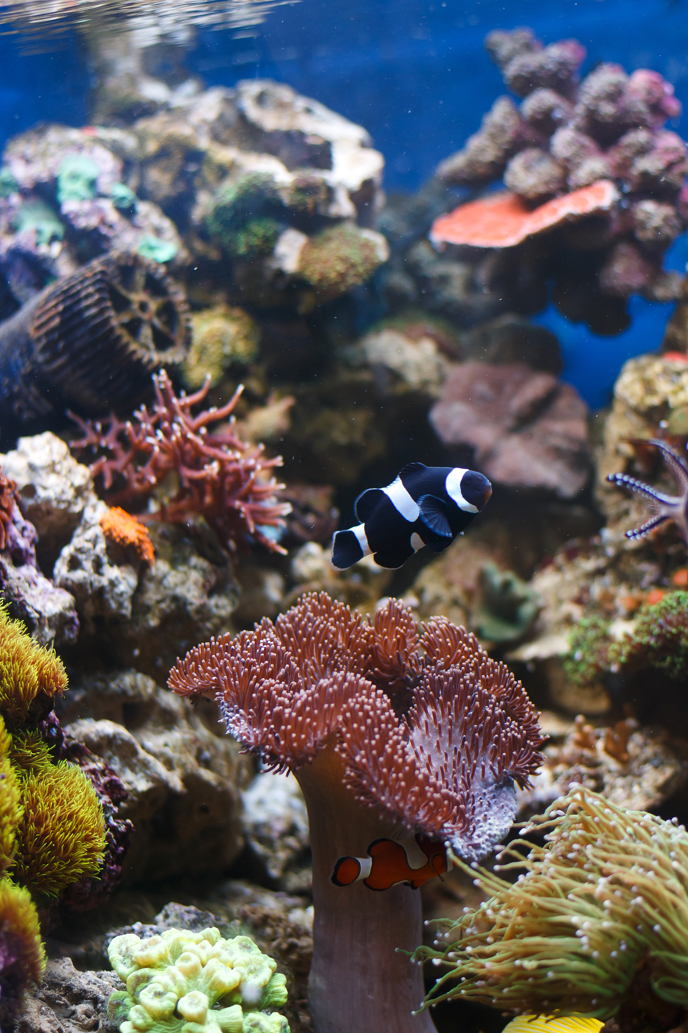 oceans fishs swimming in aquarium