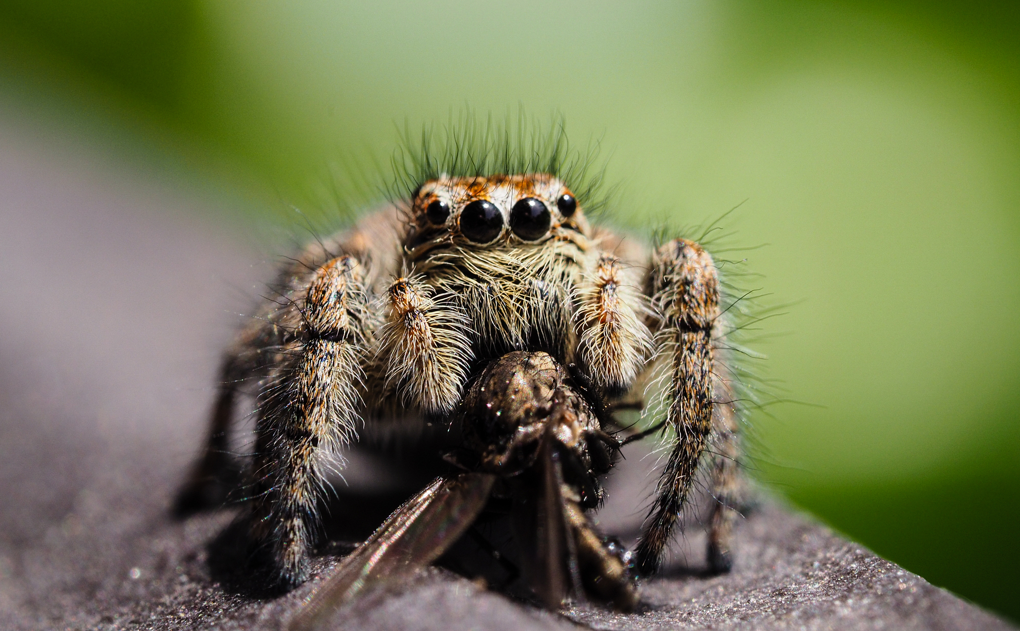 请介绍一下unet网络500字左右