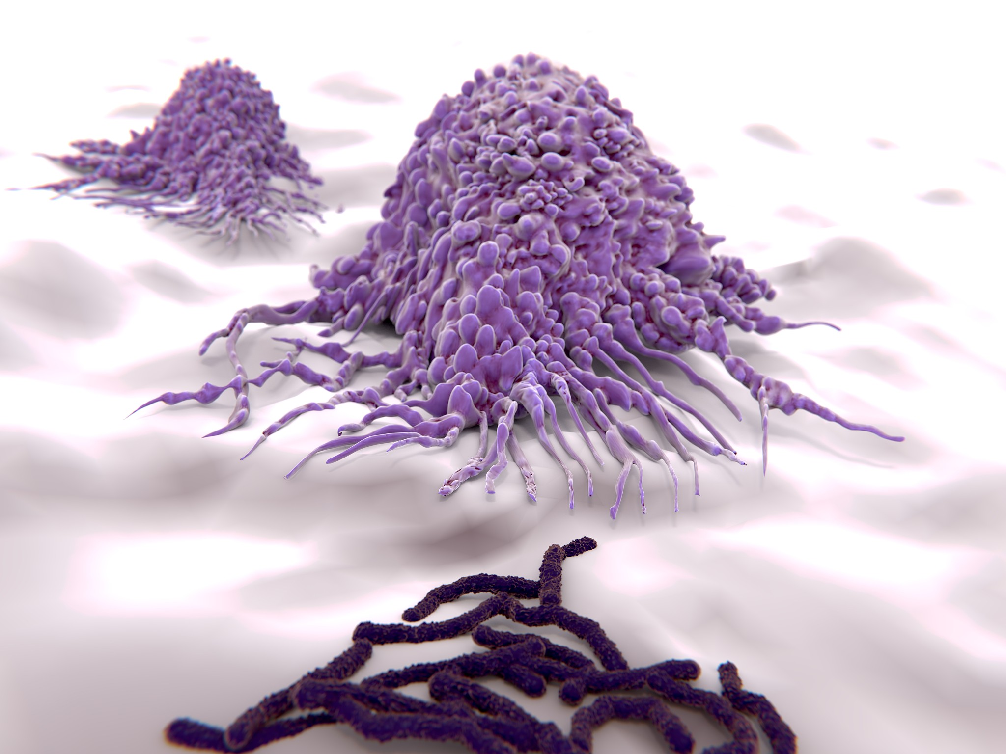 macrophages  approaching bacteria (bacilli)