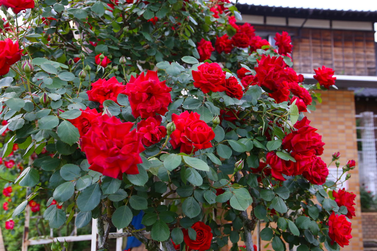 玫瑰和月季的区别200字左右详细描述一下