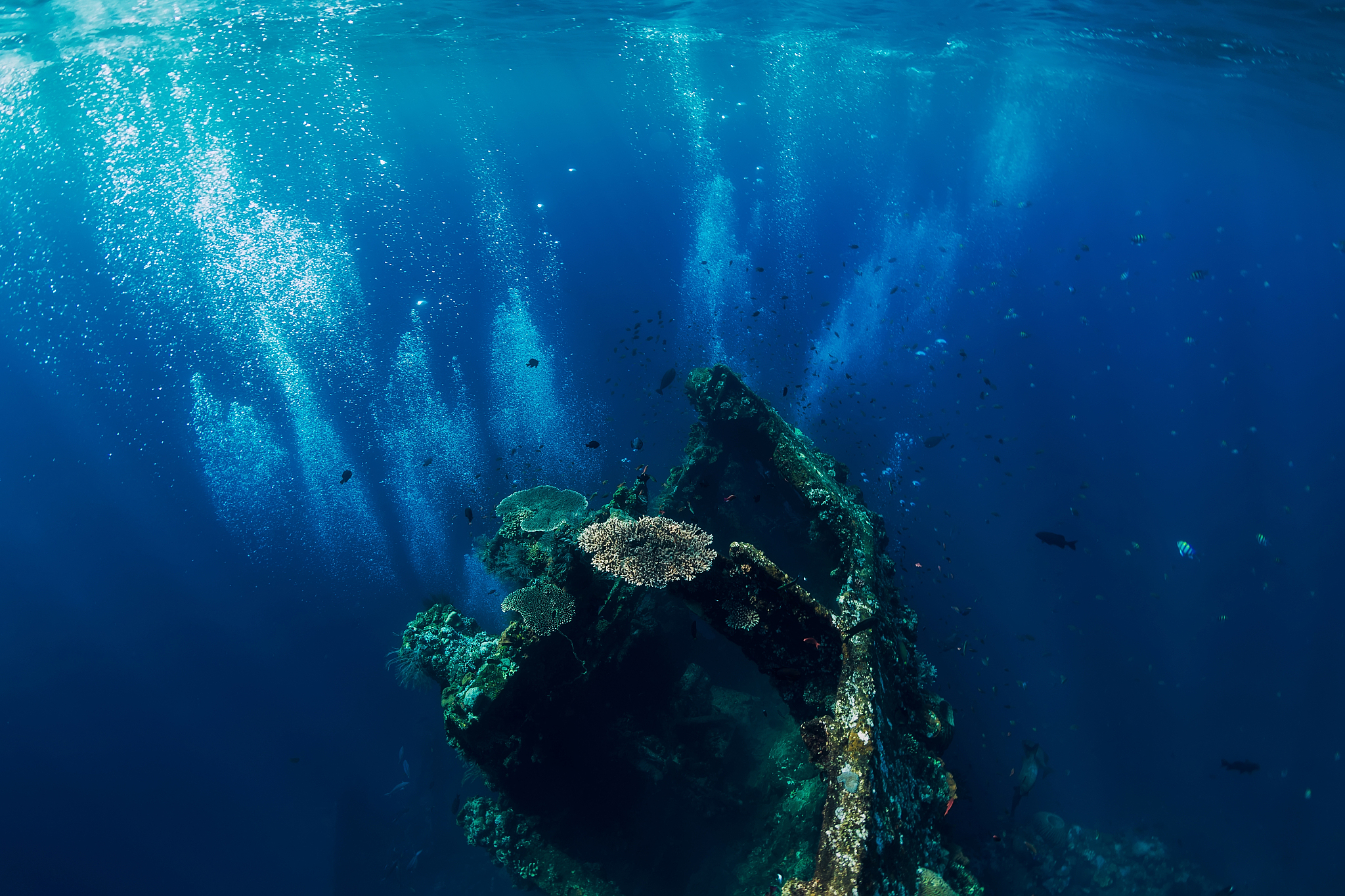 beautiful underwater world with tropical fish and corals at ship