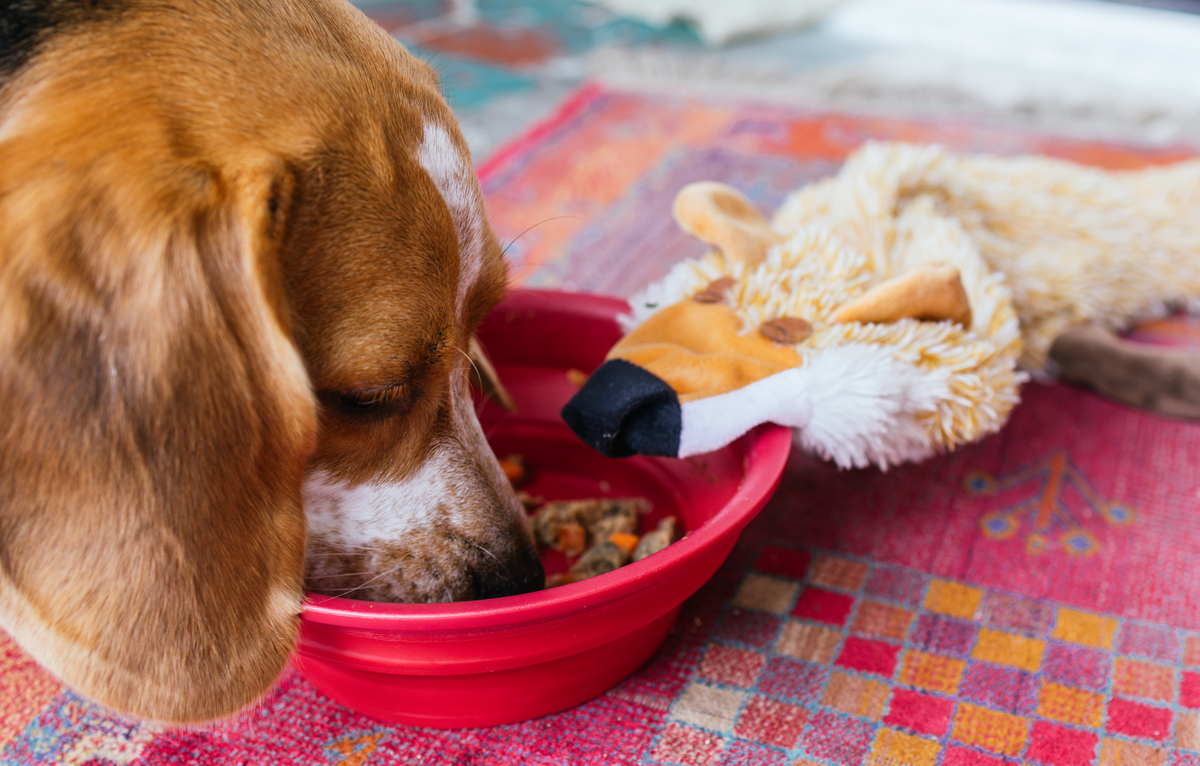 狗粮指南：安全健康的狗狗饮食