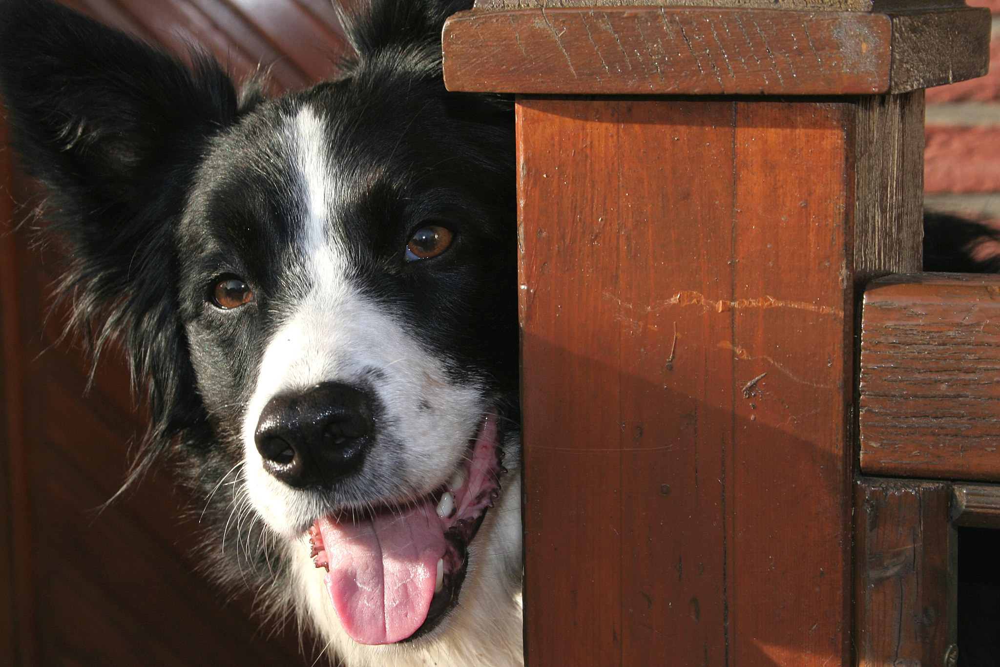 边牧被咬伤后康复后比以前老实不少是因为什么