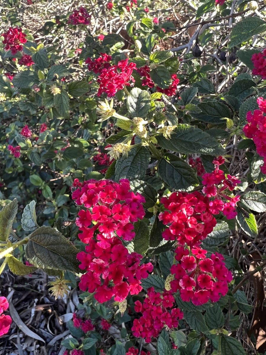 马缨花：作者的爱意从何而来？