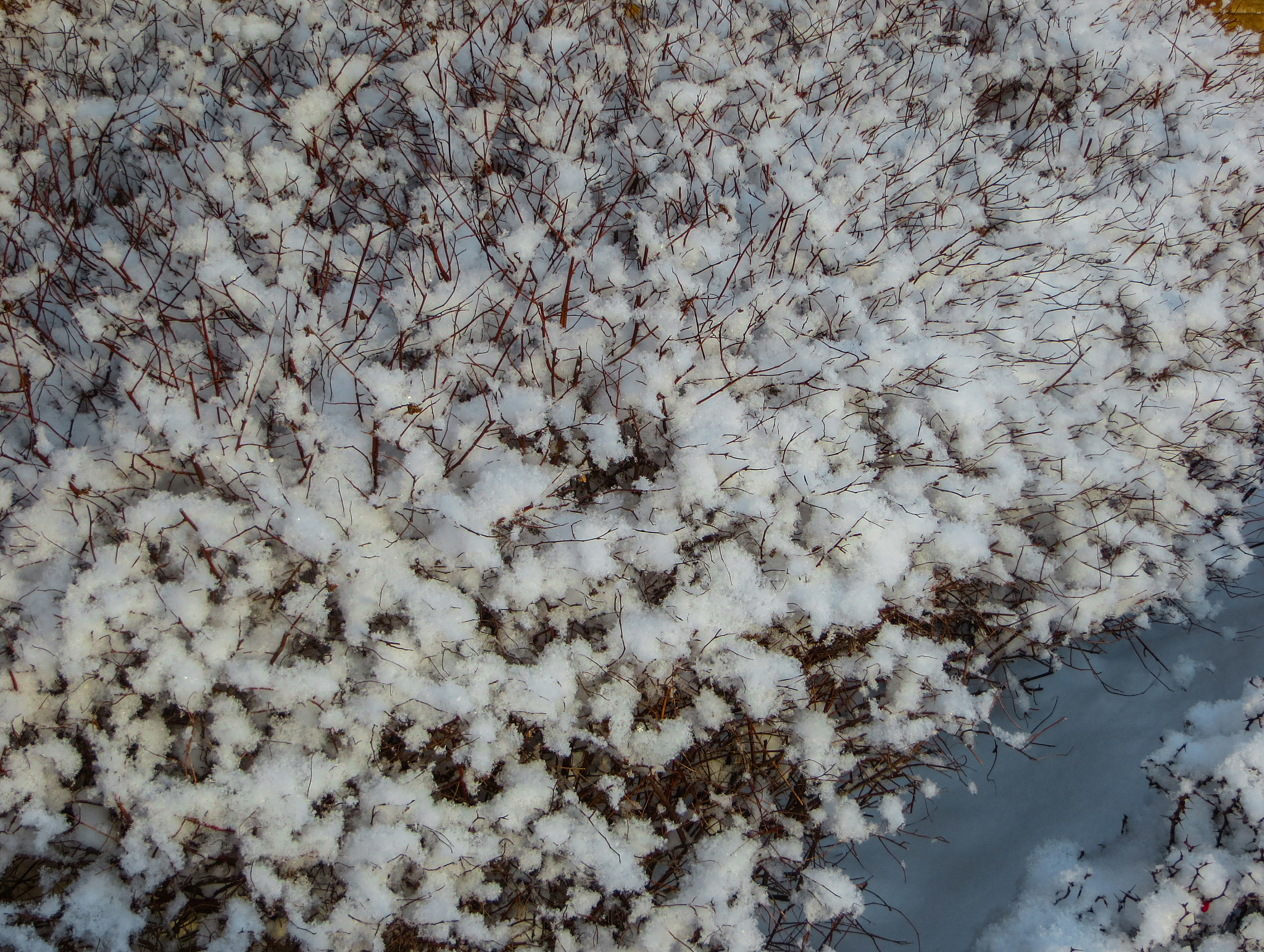 first snow. trees brought by snow in jurmala, latvia 2018.