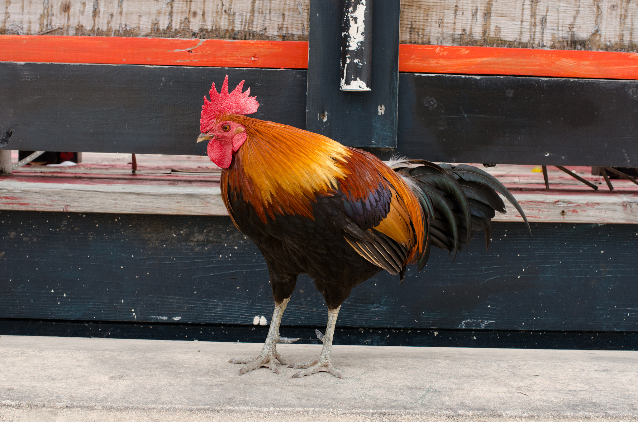 key west rooster