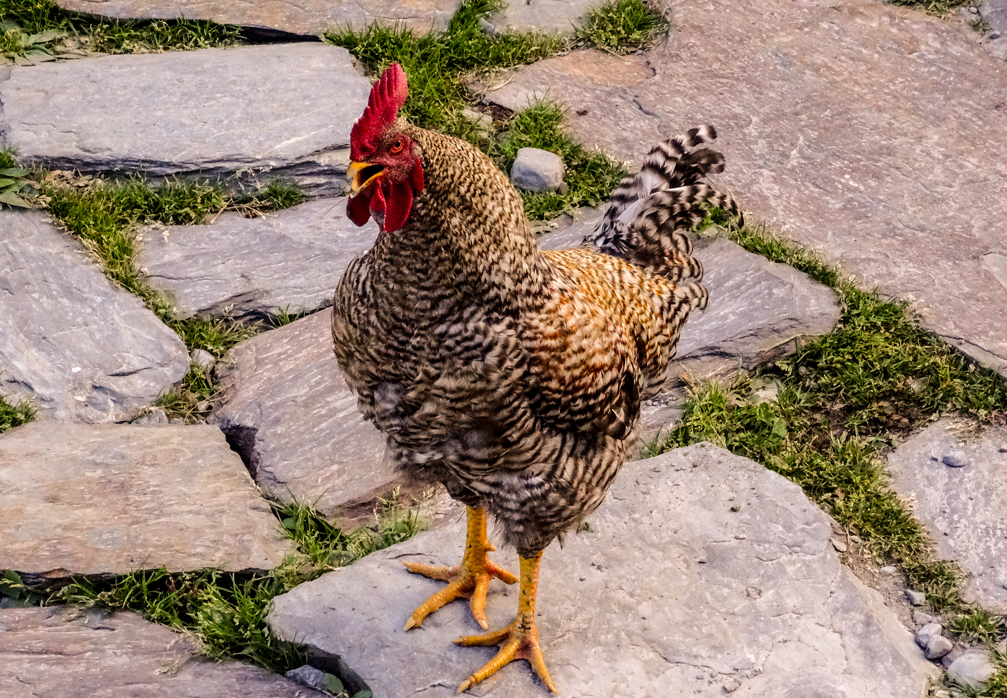 chicken stone