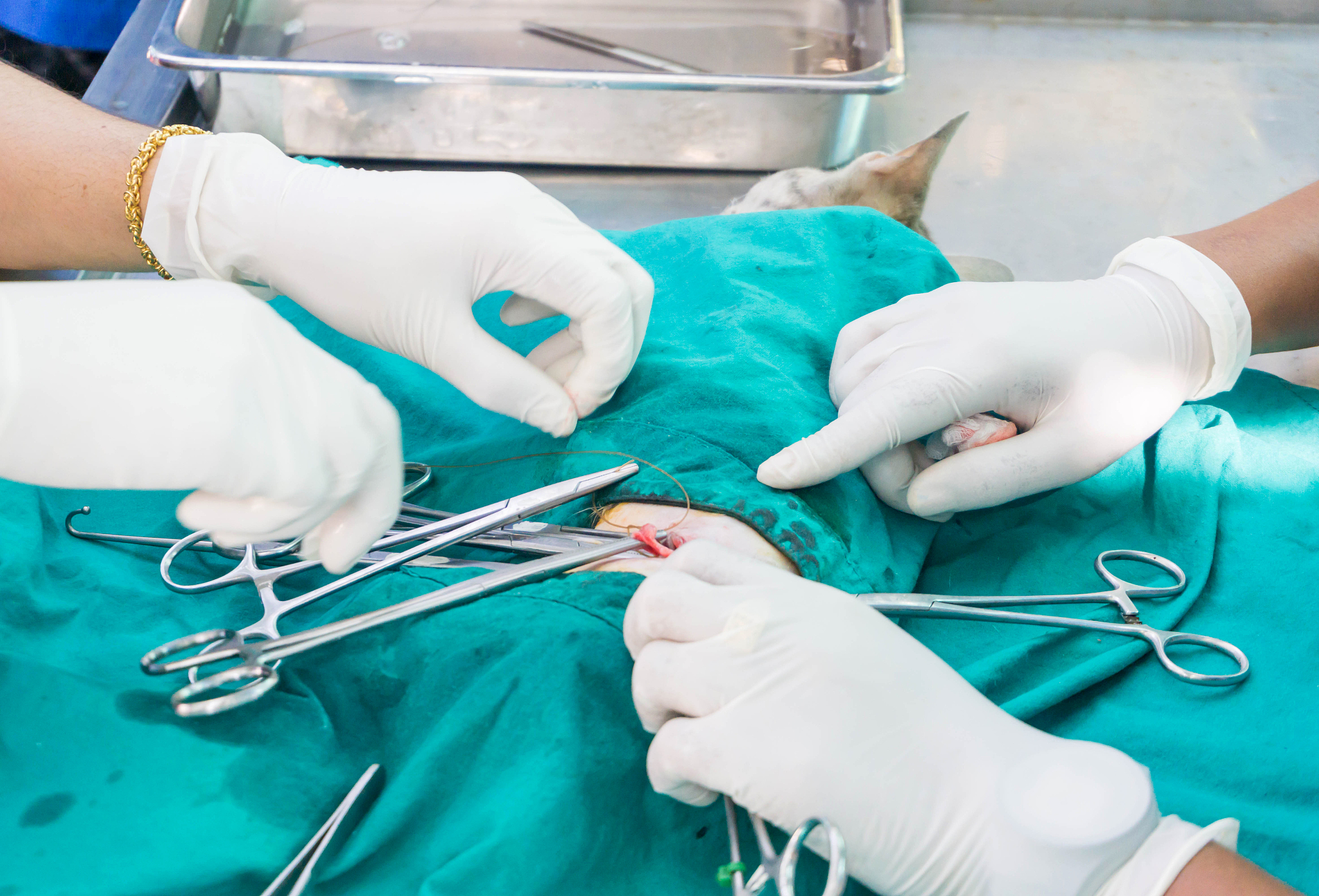 sterilization of dog on surgical tables under general anesthesia