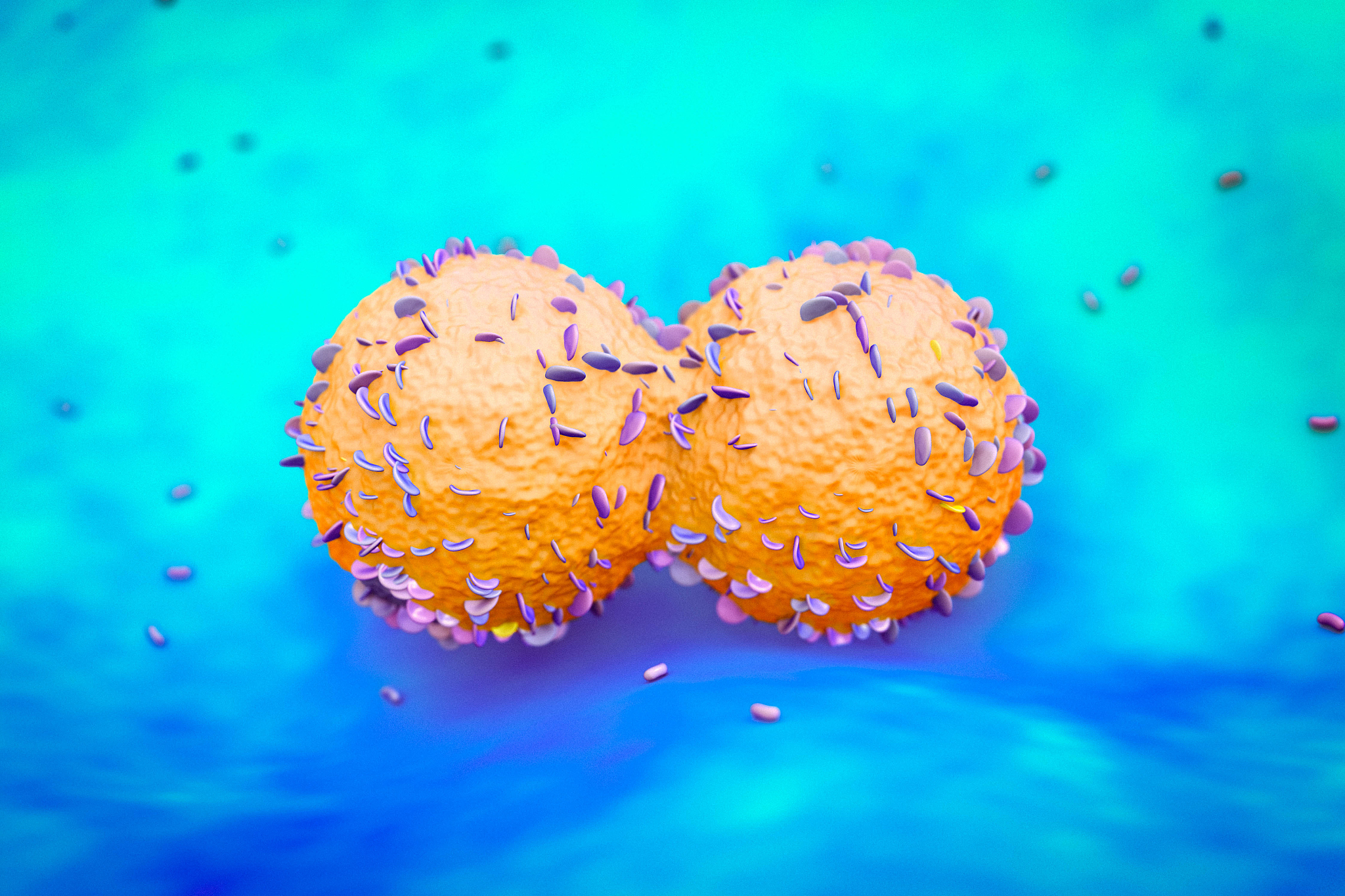 植物生长素：化学信息的关键角色