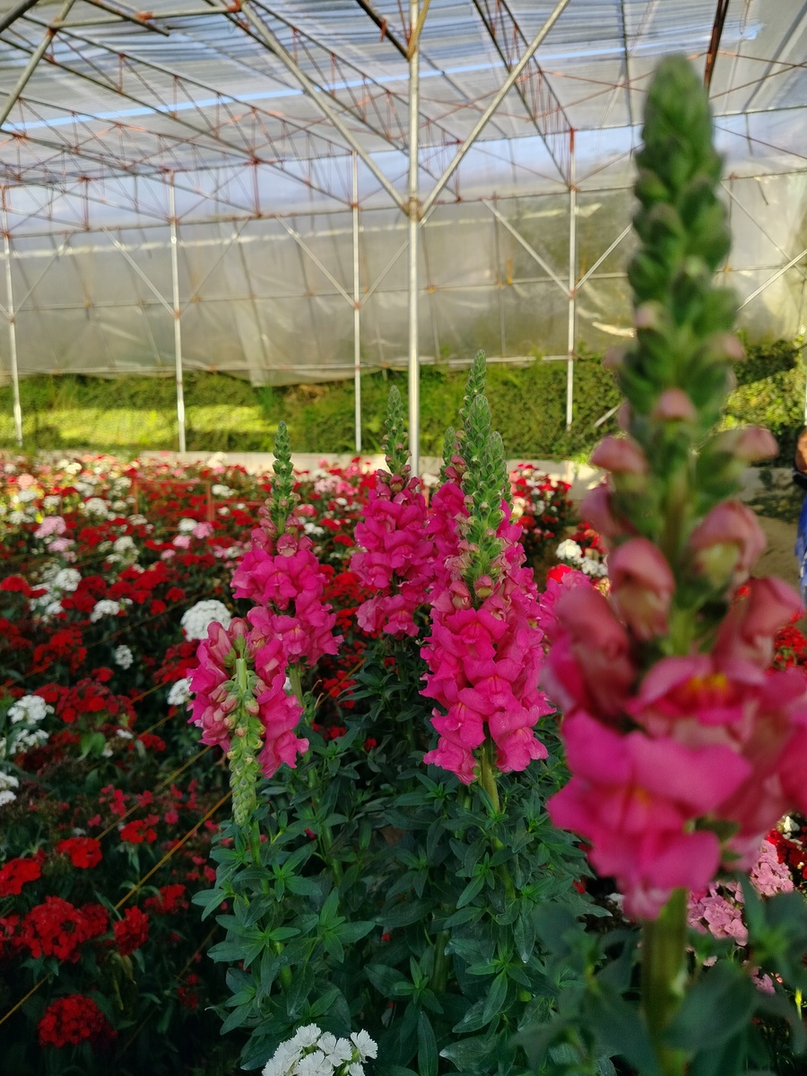 哥伦比亚打造鲜花国度的措施