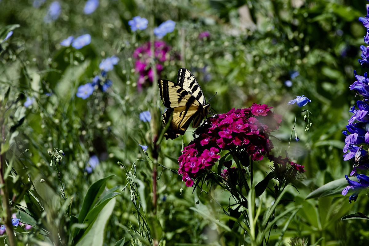 心中的美景 写一篇300字小学作文