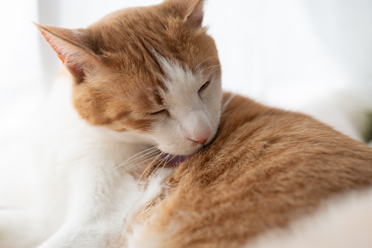 春季猫咪掉毛怎么办？有效应对方法！