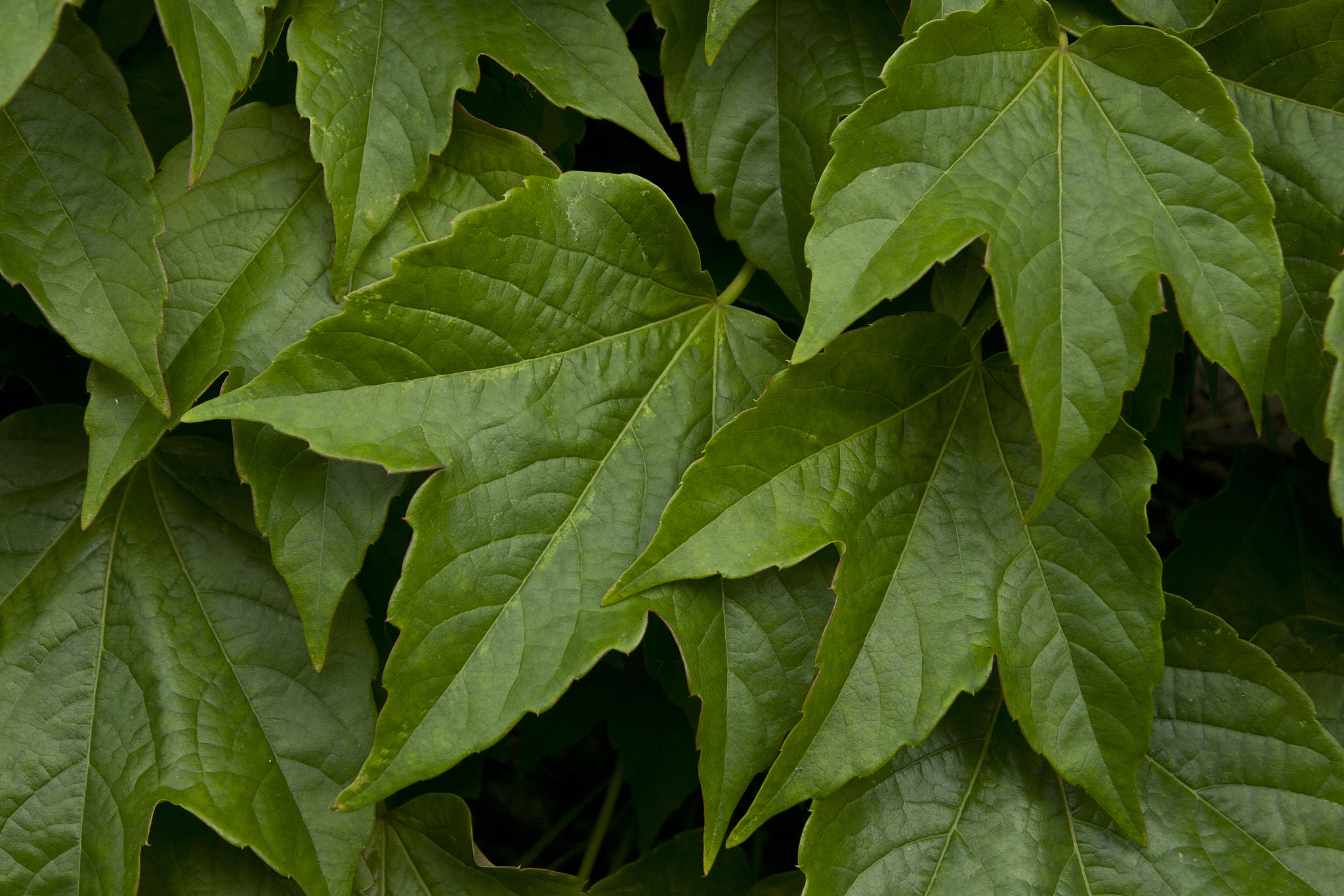 my leafs