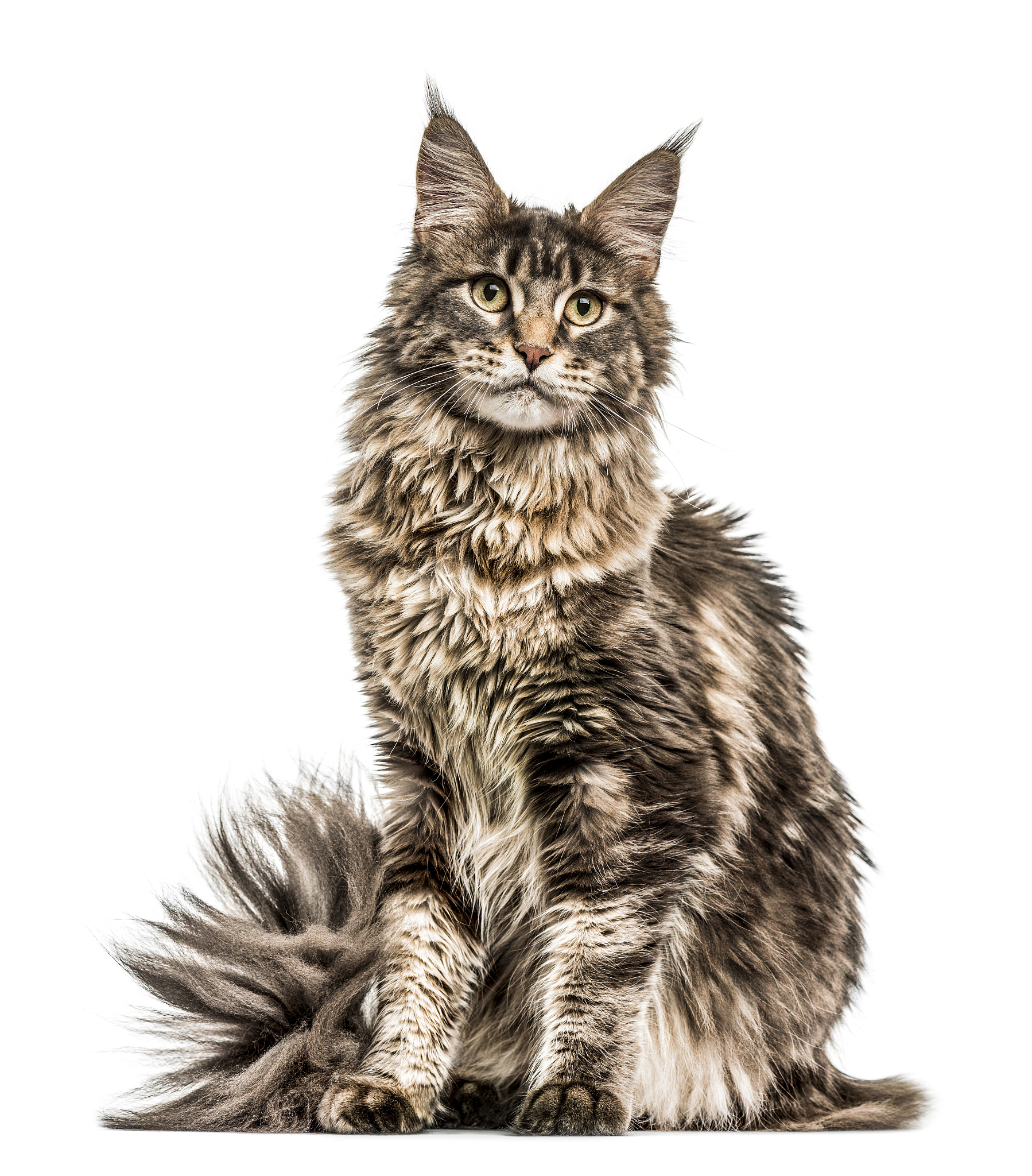 猫鼻气管炎病毒：症状、传播途径和预防