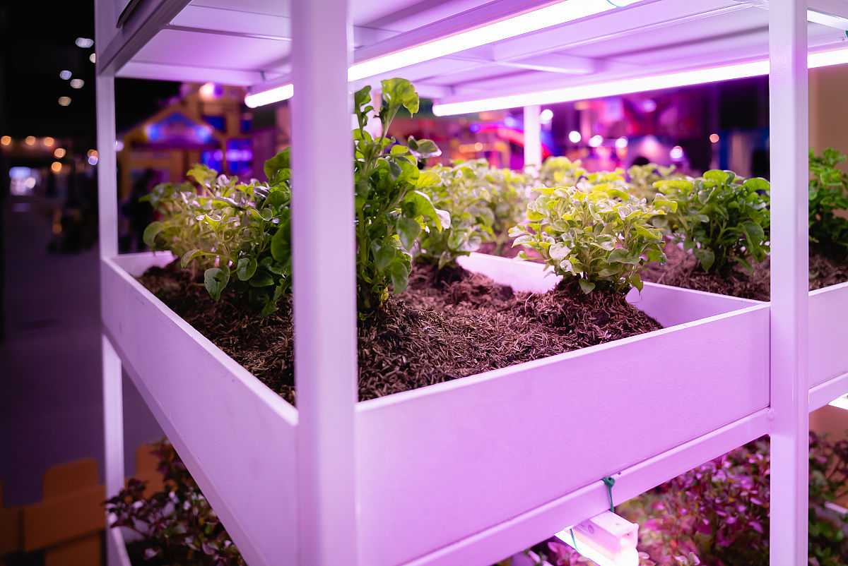 仿生植物灯设计：将自然融入家居照明