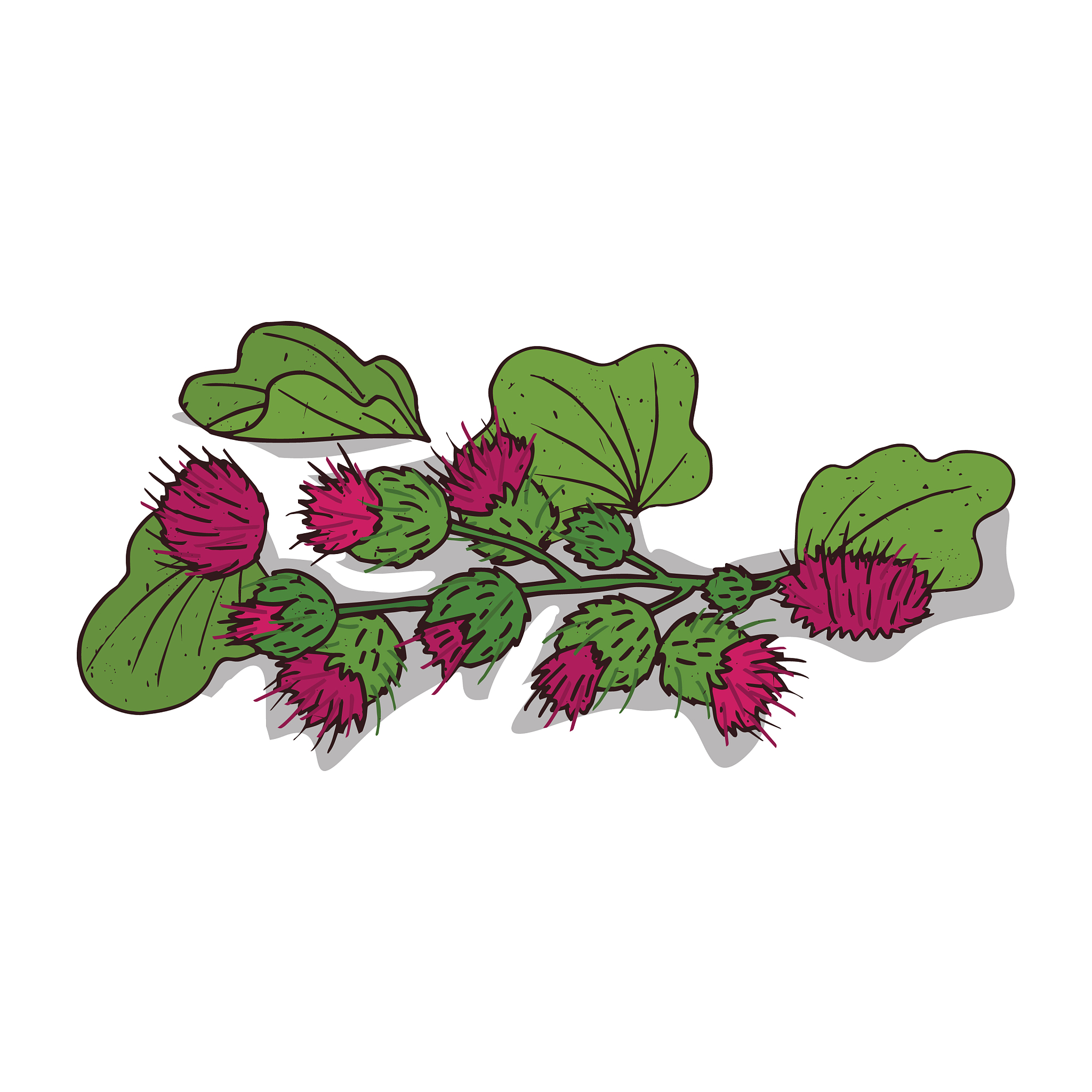 isolated clipart burdock