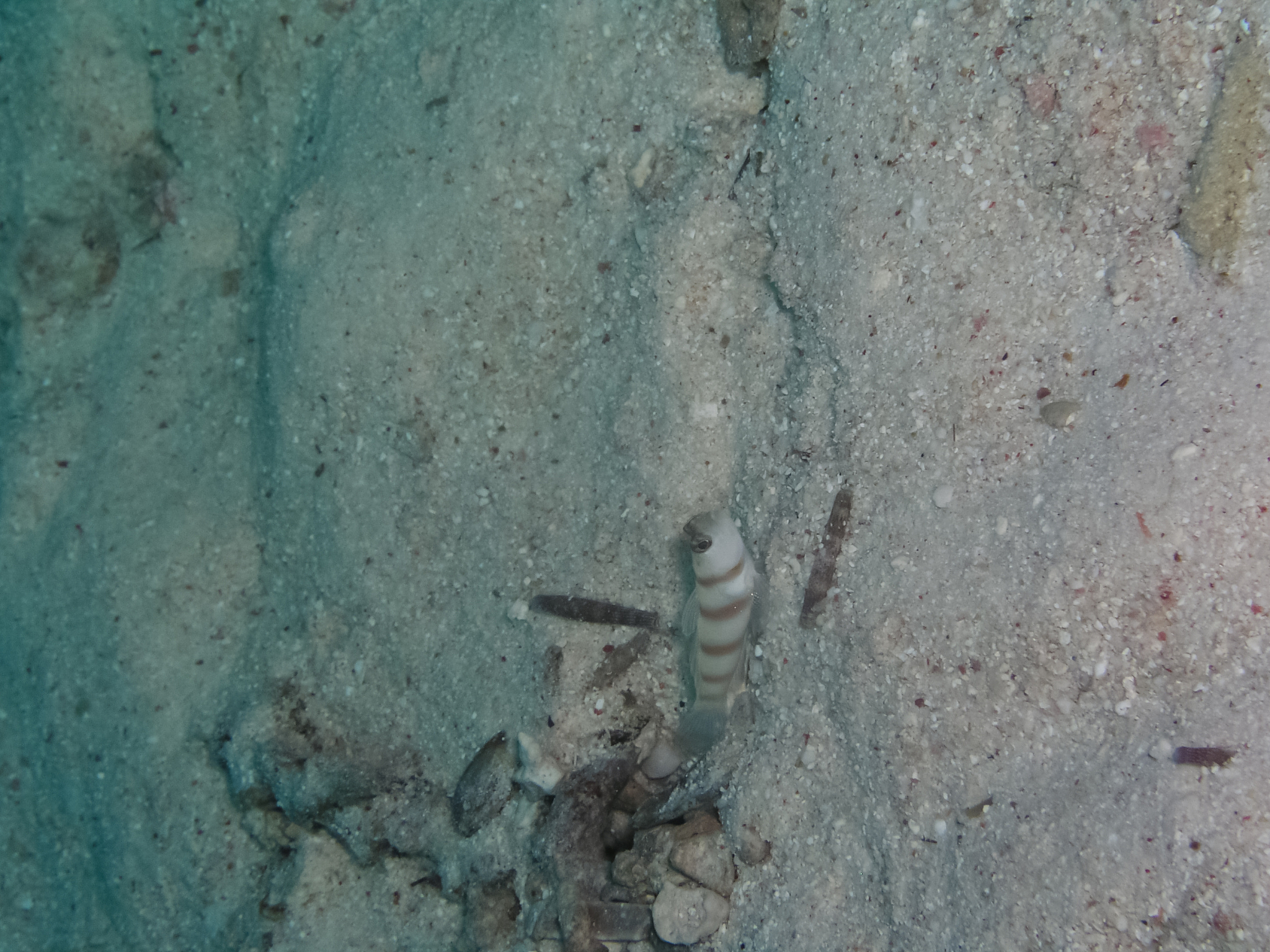 underwater shooting. coral reef and its inhabitants.