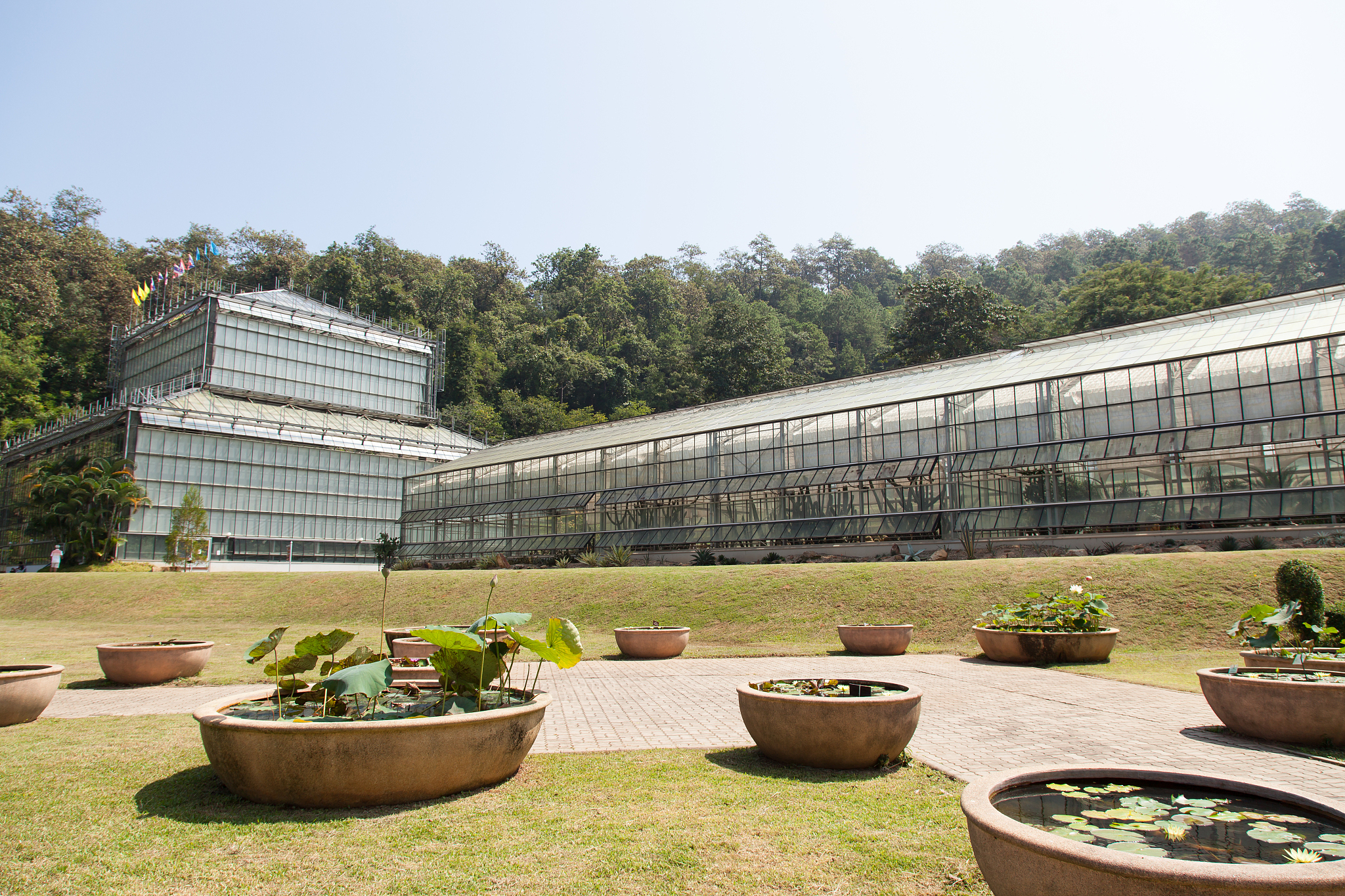 举例说明细胞工程或基因工程在园艺植物育种中的运用。内容要求：细胞工程：什么作物、用什么器官组织培养、怎么培养、结果如何、有什么目的意义。基因工程：什么作物、什么基因、基因有什么功能、用什么方法转化、结果如何、有什么目的意义。