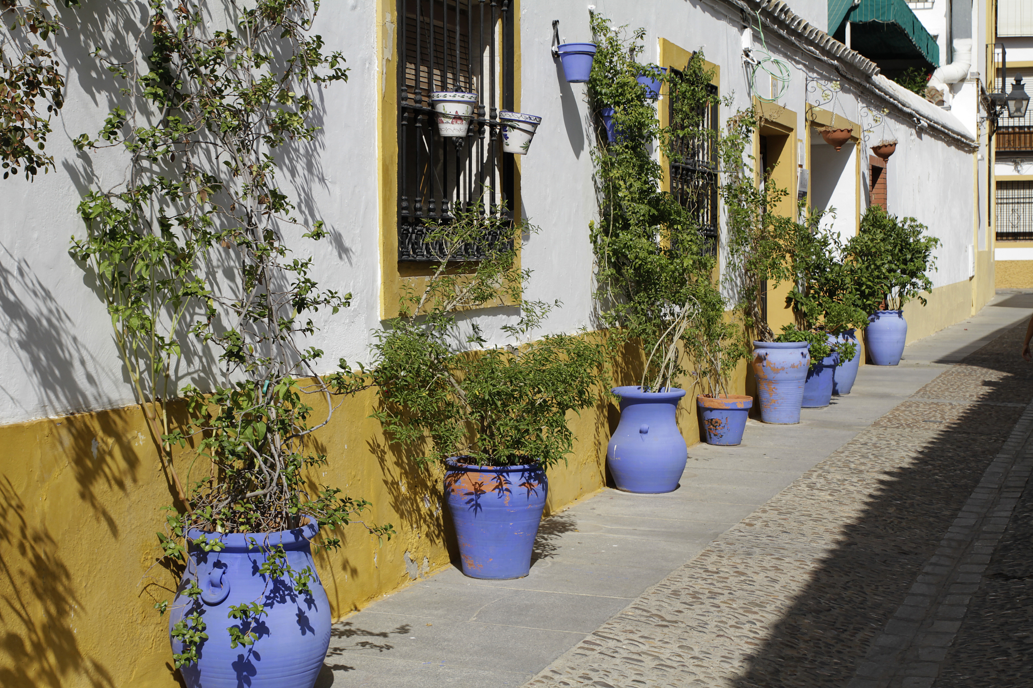 flower pots on house facade