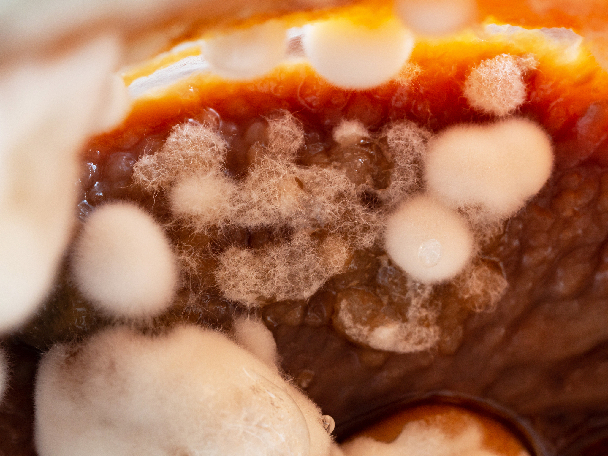 晋城职业技术学院食品营养与检测专业课程设置及就业前景