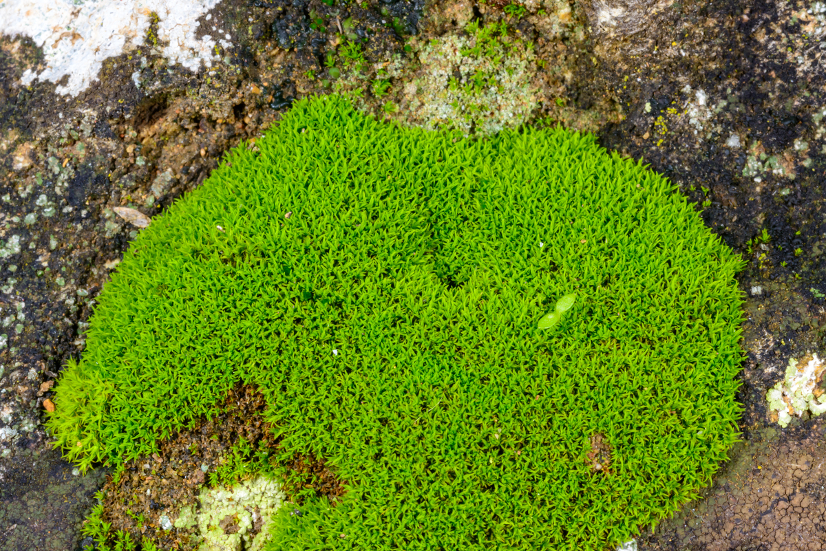 Bryologist期刊缩写