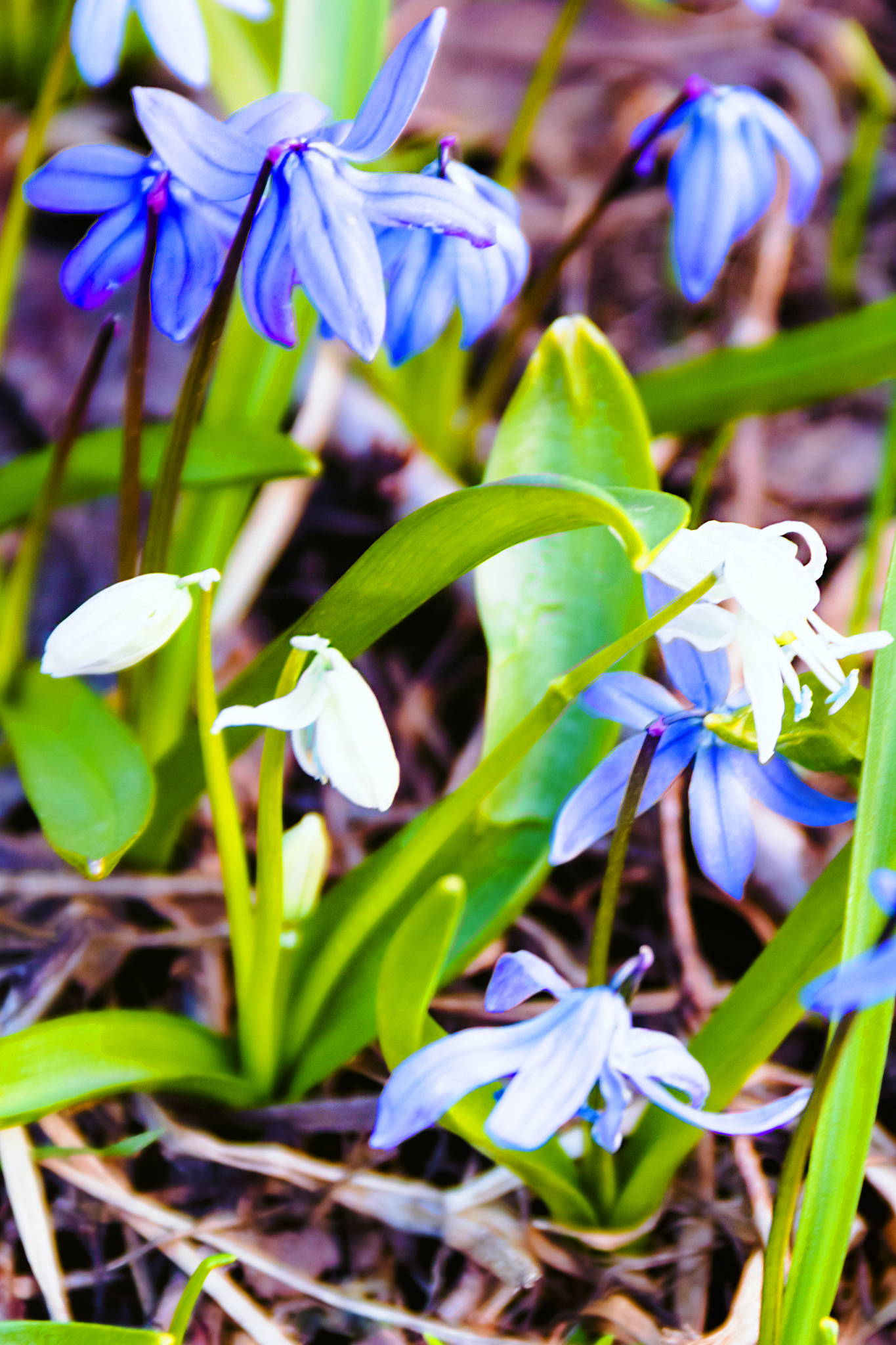 beautiful blue spring flowers close-up