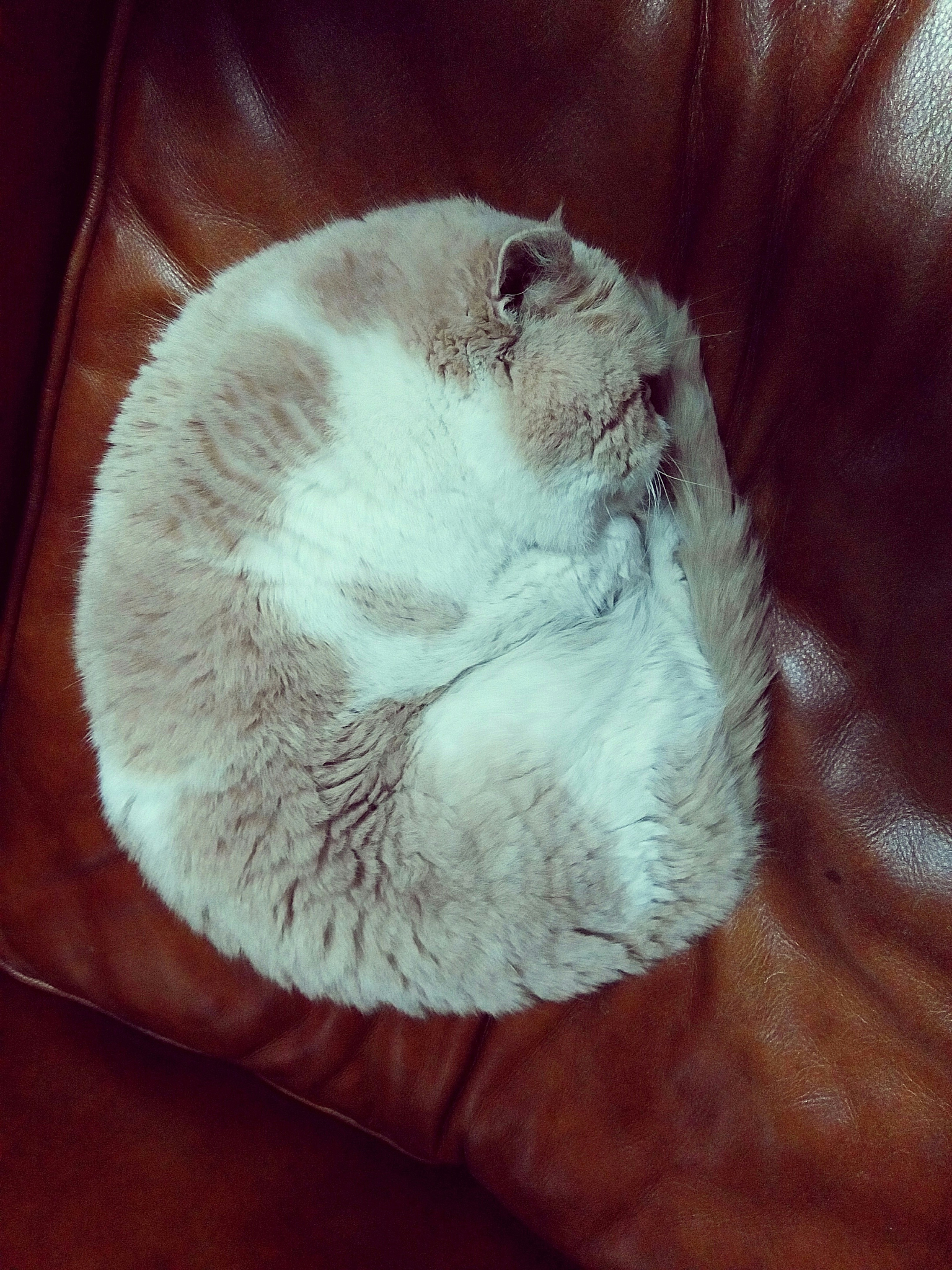 猫瘟病毒研究：39份猫粪便样本分析