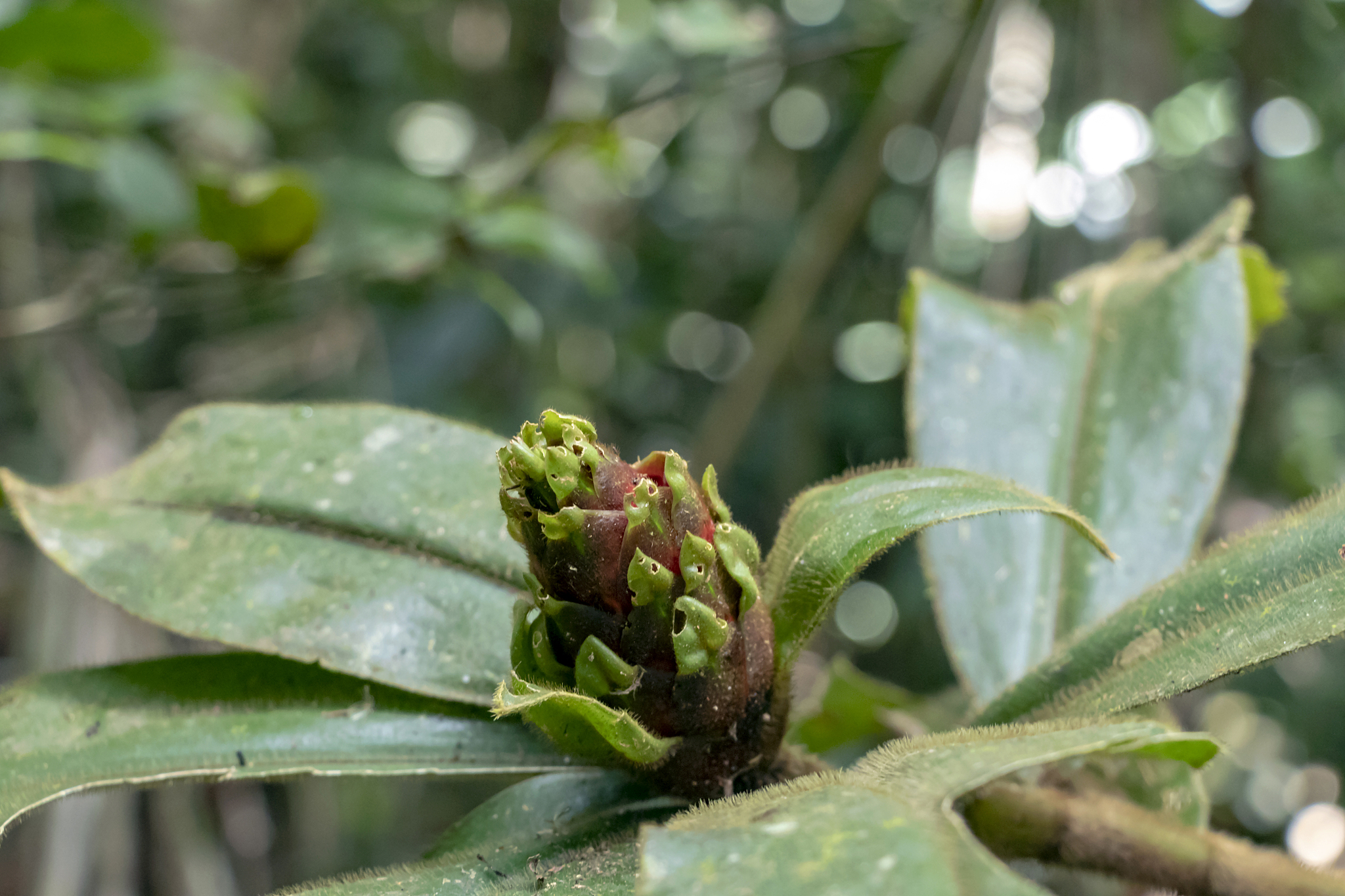 荔枝谢花后能喷磷酸二氢钾与流体硼吗