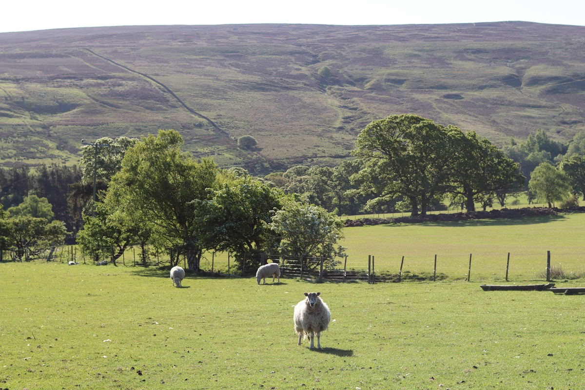 总结括号内的英文段落的主要观点Different types of roughage in the diet had varying effects on animal growth The average daily weight gain of lakesheep in the Bacopa monnieri and Bacopa monnieri + PEG groups was highe